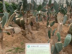 -上海都市菜园