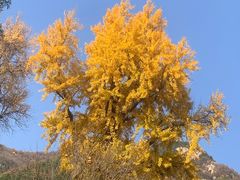-泰山风景名胜区-普照寺