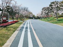 -贡湖湾湿地公园