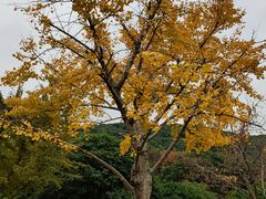 -苏州上方山国家森林公园