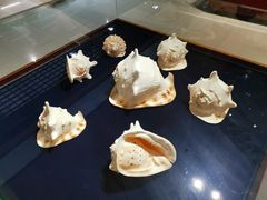 -青岛贝壳博物馆