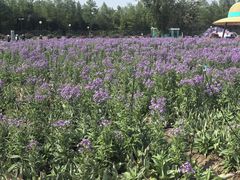 -荷兰花海