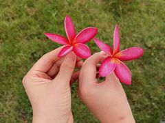 -西双版纳融创皇冠假日度假酒店