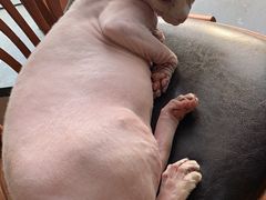 -蓝鲸·缅因猫舍