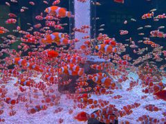 -海合安成都极地海洋公园