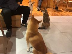 -柴务处·柴犬主题狗咖