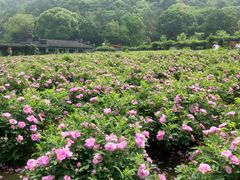 -龙寺生态园