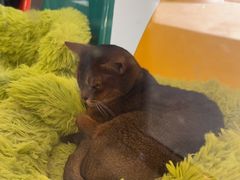 -和它·交个朋友·狗咖猫咖(爱琴海店)