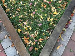 -黑龙江省森林植物园