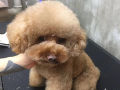 -PETKIT小佩宠物(古北店)