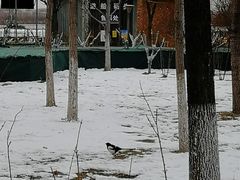 -大兴滨河森林公园