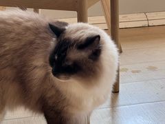 -Let's go狗咖·猫咖·奶狗·桌游(春熙路IFS店)