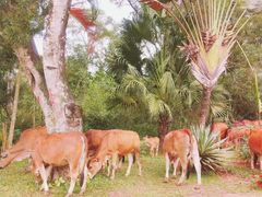 -海南热带野生动植物园
