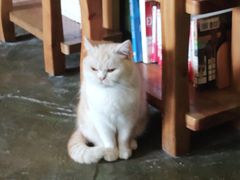 -猫猫幼稚园·撸猫·桌游·电玩