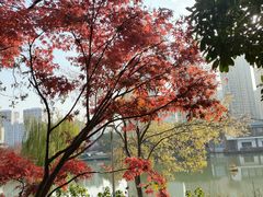 -青枫公园