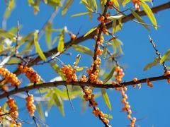 -叠溪松坪沟景区