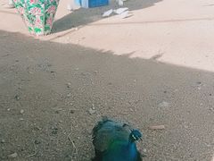 -卧龙湖