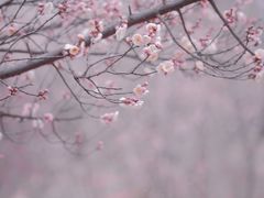 -蜀冈西峰生态公园