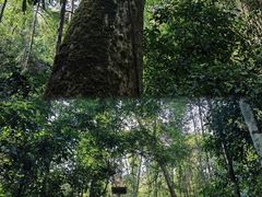 -西双版纳原始森林公园