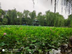 -莲湖公园