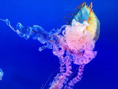 -太平洋海底世界