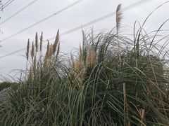 -九里河湿地公园