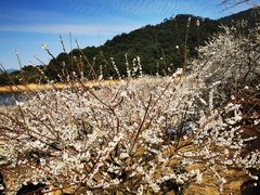 -广州市流溪河国家森林公园