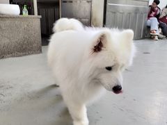 -星多哈·狗咖·拼豆·咖啡