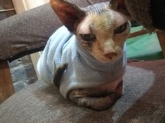 -猫色咖啡·猫咖