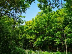 -上海海湾国家森林公园