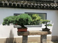 -上海醉白池公园