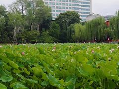 -莲湖公园