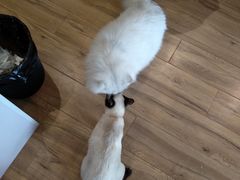 -1013 PET SHOP精品宠物商店(丁香店)