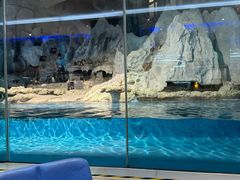 -帝企鹅自助餐厅•儿童岛•真企鹅(长隆企鹅酒店)