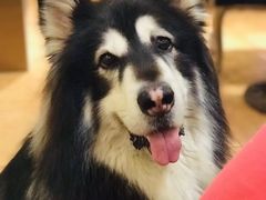 -more than meow吴止猫主题餐厅(承德 中船汇店)