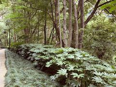 -杭州半山国家森林公园