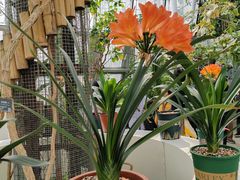 -北京植物园-展览温室