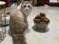 -中农国际动物医院24小时·猫科·骨科·急重症中心