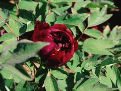 -羊亭河湿地公园