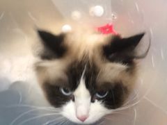 -北京观赏动物医院·24小时大型综合·猫专科·异宠专科