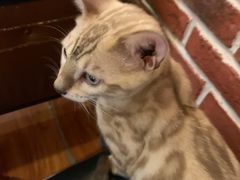 -猫小院猫主题餐厅(南锣旗舰店)