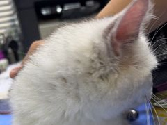 -pd派德宠物中心医院24H急重症·眼科中心·血液透析中心(嵩山北路店)