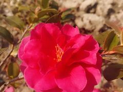 -昆山城市生态森林公园