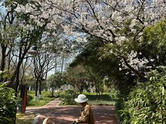 -金鸡湖桃花岛