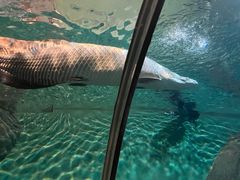 -上海海洋水族馆