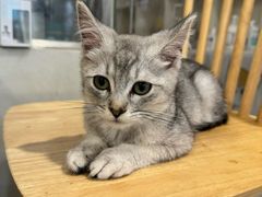 -楼上猫咖(罗湖店)