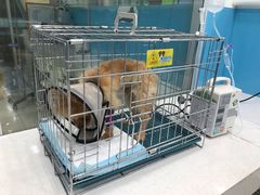 -乖乖乐动物医院(小汤山分院)