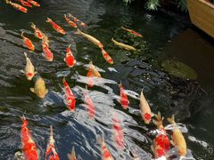 -香麒园·过桥米线·南湖雅宴