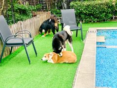 -汪说喵讲宠物乐园宠物酒店(红星美凯龙店)