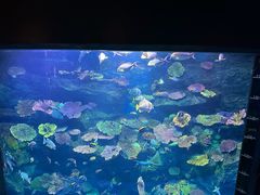 -暹罗海洋世界